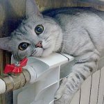 cat on the radiator