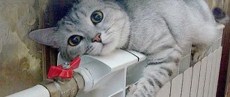 кот на батарее