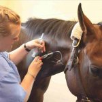 Study to become a veterinarian