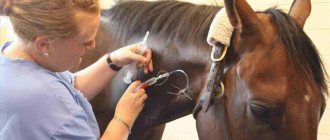 Study to become a veterinarian